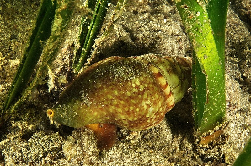 Gasteropodi in ovopositura